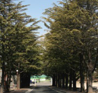 교목 이미지